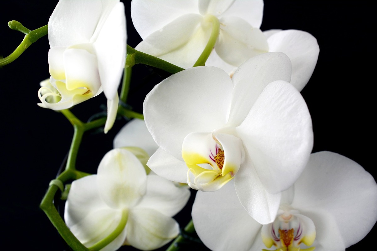 orchid-3097458_1280